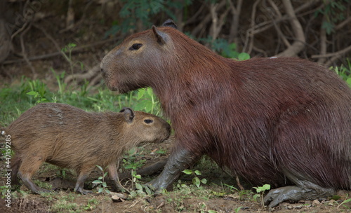 Closeup portrait of mother and baby Capybara (Hydrochoerus hydrochaeris) resting together on riverbank, Bolivia.