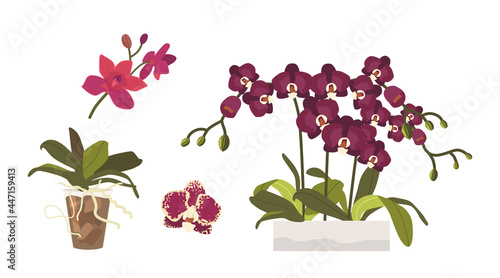 Set of Cartoon Orchids, Buds, Leaves and Roots in Flowerpots. Tropic or Domestic Blossoms, Beautiful Blooming Flora