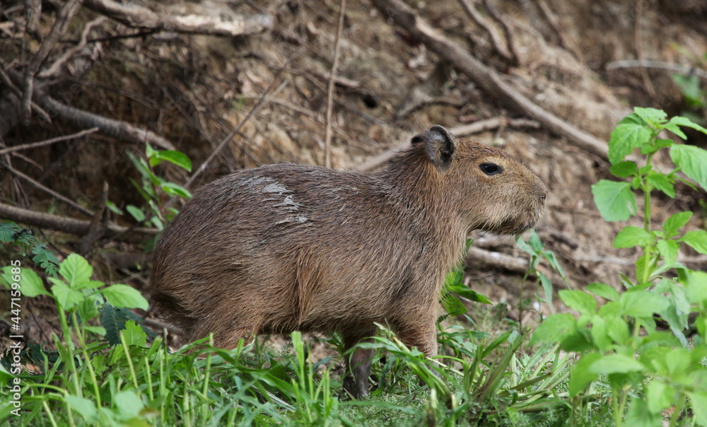 Closeup side on portrait of baby Capybara (Hydrochoerus hydrochaeris) sitting on riverbank, Bolivia. Closeup side on portrait of baby Capybara (Hydrochoerus hydrochaeris) sitting on riverbank, Bolivia.