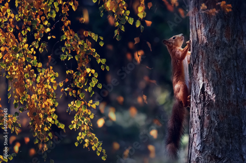 Beautiful fluffy squirrel in the autumn city park. Nature in the city. Autumn magical landscape.
