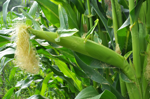 A cob grows on a young corn stalk