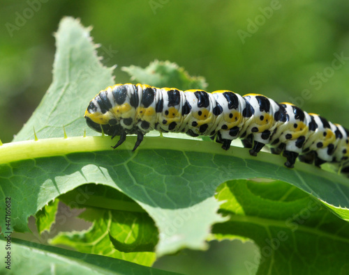 In nature, the plant caterpillars butterfly Cucullia (Cucullia) pustulata © orestligetka