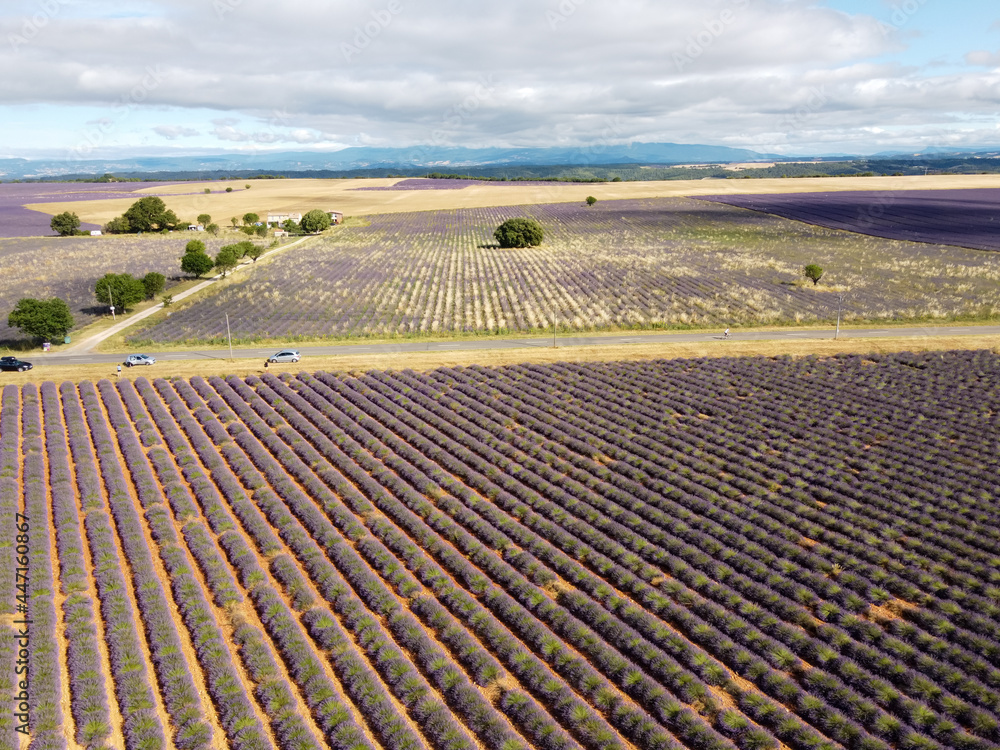 Touristic destination in South of France, aerial view on colorful lavender and lavandin fields in blossom in July on plateau Valensole, Provence. Touristic destination in South of France, aerial view on colorful lavender and lavandin fields in blossom in July on plateau Valensole, Provence.