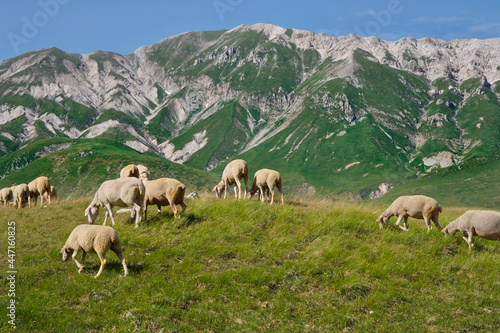 group of sheep grazing in the emperor abruzzo field with the mountains in the background