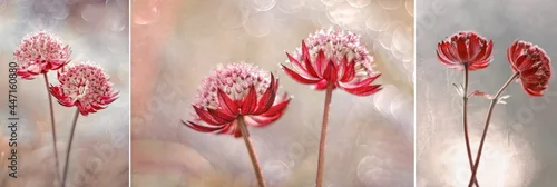 Fototapeta Czerwone kwiaty Astrantia 