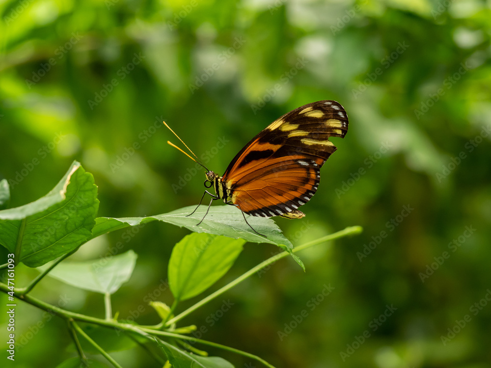 A macro close-up of a butterfly with spread wings, a colorful and beautiful species of tropical insects from America A macro close-up of a butterfly with spread wings, a colorful and beautiful species of tropical insects from America