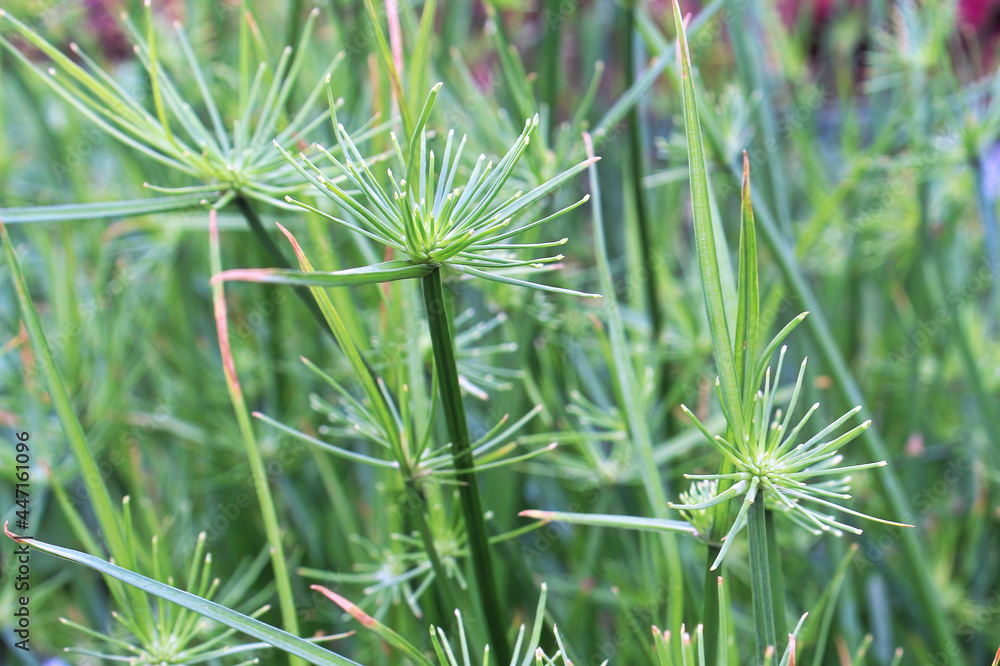 Closeup of cyperus papyrus or Nile Grass growing