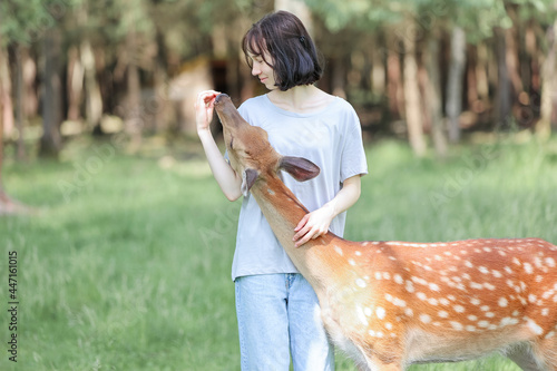 Canvas Print A girl feeding cute spotted deer bambi at petting zoo