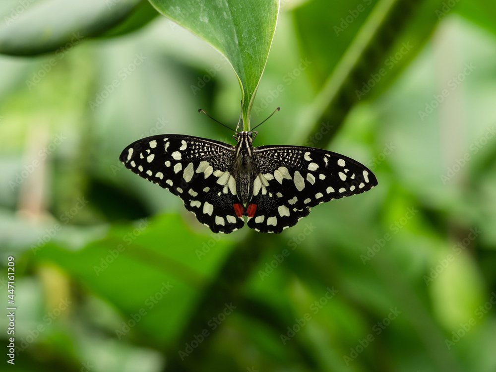 A macro close-up of a butterfly with spread wings, a colorful and beautiful species of tropical insects from America A macro close-up of a butterfly with spread wings, a colorful and beautiful species of tropical insects from America