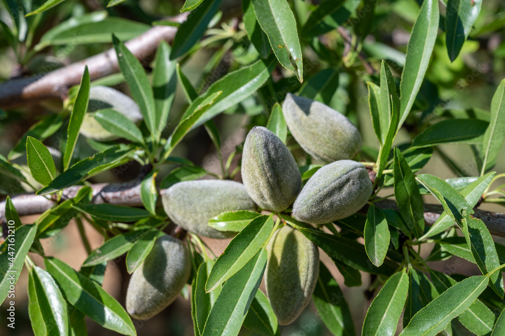 Green almonds nuts ripening on tree, cultivation of almond nuts in Provence, France