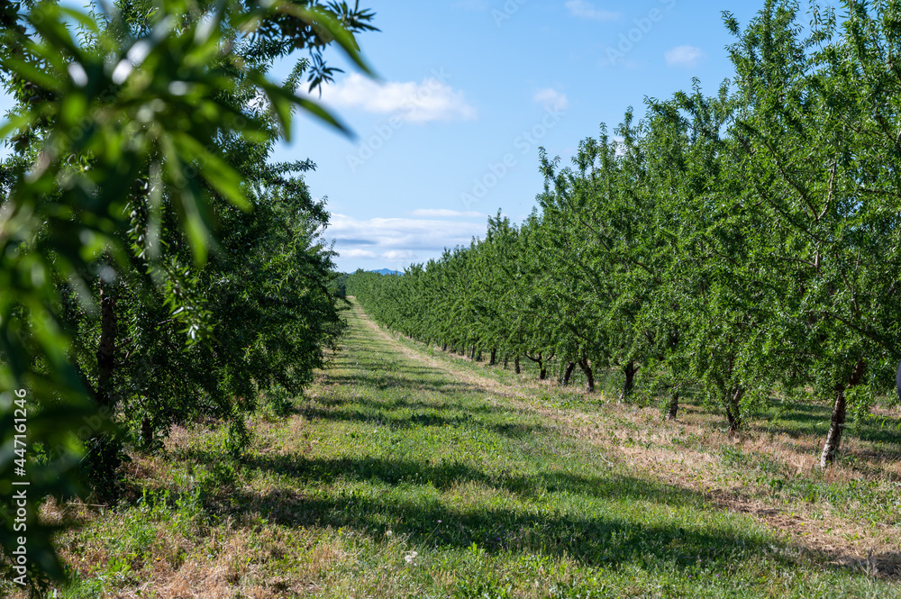 Green almonds nuts ripening on tree, cultivation of almond nuts in Provence, France