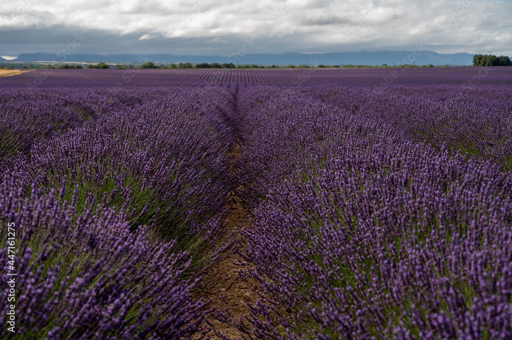 Naklejka premium Touristic destination in South of France, colorful lavender and lavandin fields in blossom in July on plateau Valensole, Provence.