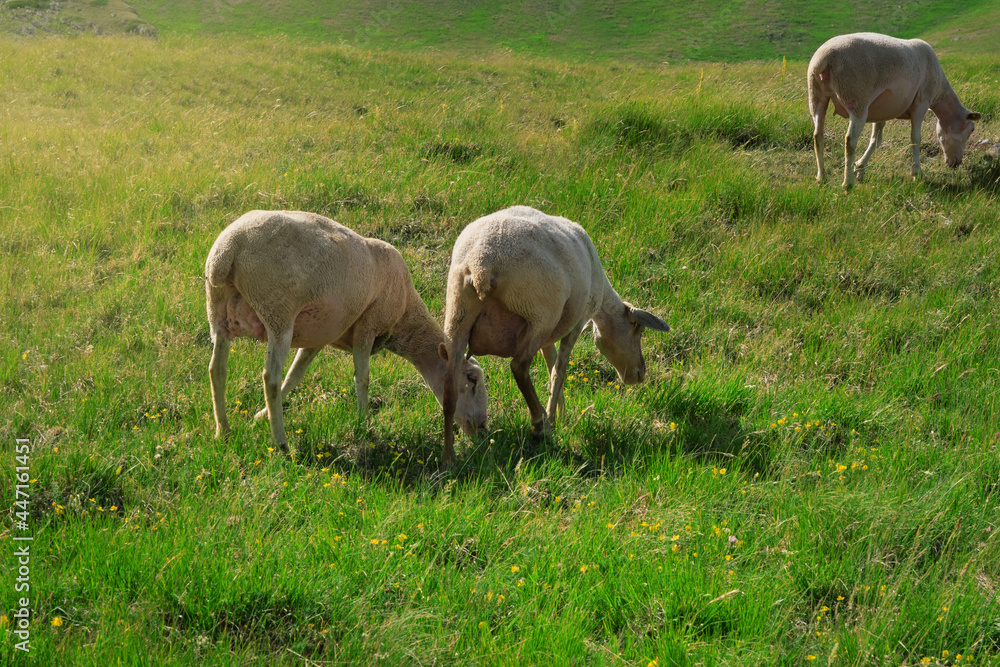 three sheep grazing sheep in the emperor abruzzo field three sheep grazing sheep in the emperor abruzzo field