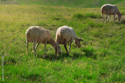 three sheep grazing sheep in the emperor abruzzo field