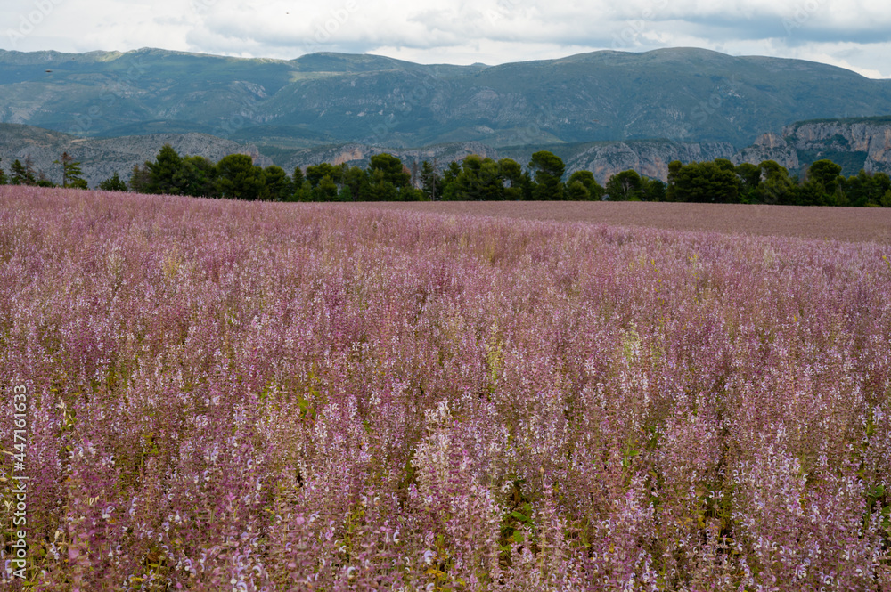 Cultivation of aromatic medicinal plant clary sage or Salvia scarlea used in perfurmery industry on Valensole plateau in Provence, France Cultivation of aromatic medicinal plant clary sage or Salvia scarlea used in perfurmery industry on Valensole plateau in Provence, France