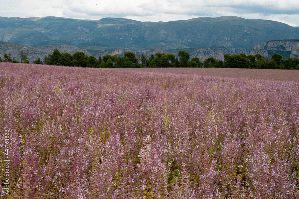 Cultivation of aromatic medicinal plant clary sage or Salvia scarlea used in perfurmery industry on Valensole plateau in Provence, France