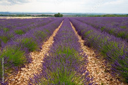 Touristic destination in South of France, colorful lavender and lavandin fields in blossom in July on plateau Valensole, Provence.