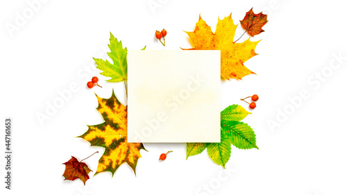 Autumn flat lay. Dried green leaves  yellow leafs and red berries in shape frame isolated on white background with blank space for text. Flat lay  top view  copy space.