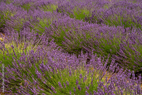 Touristic destination in South of France  colorful lavender and lavandin fields in blossom in July on plateau Valensole  Provence.