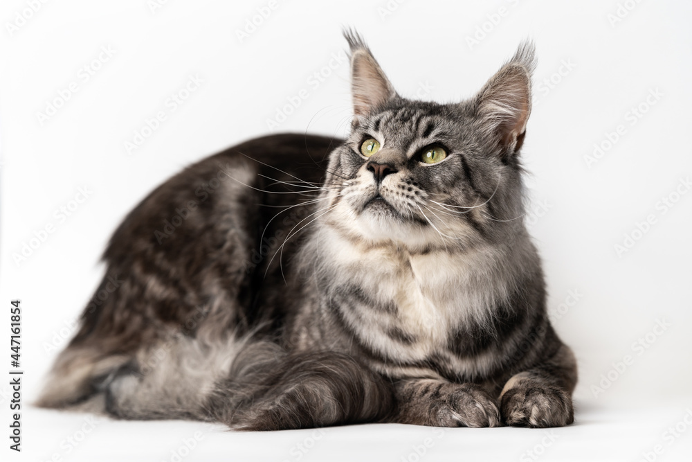 Mackerel tabby Maine Coon Cat lying on white background and looking up. Studio shot curiosity American Forest Cat.