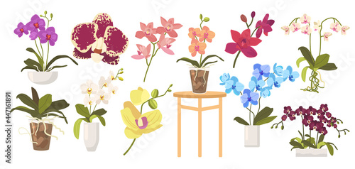 Set of Cartoon Blooming Orchids, Flowerpots, Leaves and Stems. Domestic Blossoms Isolated on White Background