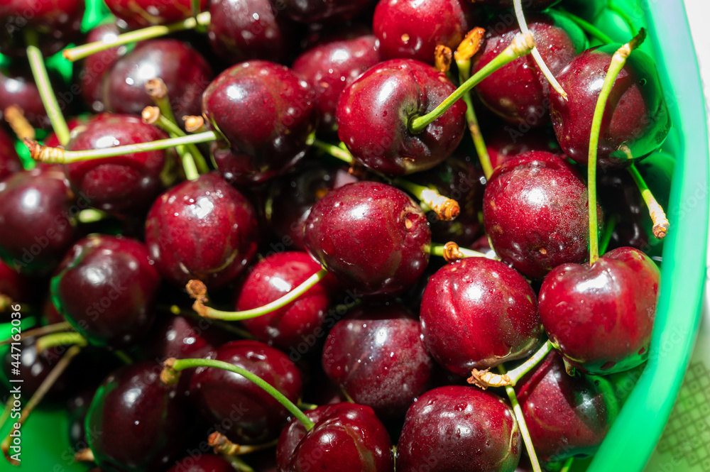 New harvest of fresh ripe dark red cherry berry in Provence, France New harvest of fresh ripe dark red cherry berry in Provence, France