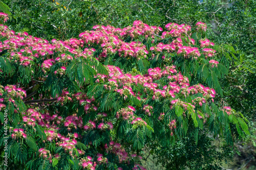 Pink blossom of Persian silk tree Albizia julibrissin