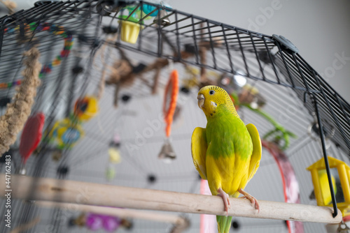 Green and yellow budgerigar parakeet sitting on a perch with the door open to her cage. She is opening her wings slighty to cool off. photo