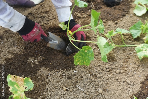 Fototapeta Naklejka Na Ścianę i Meble -  Cucumber seedlings planting work scene.