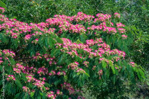 Fototapeta Naklejka Na Ścianę i Meble -  Pink blossom of Persian silk tree Albizia julibrissin