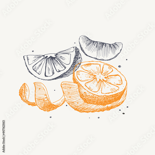 Hand-drawn orange. Dessert and citrus fruits, sliced and whole. Organic food concept. Can be used for your design. Vintage botanical illustration on a light isolated background.