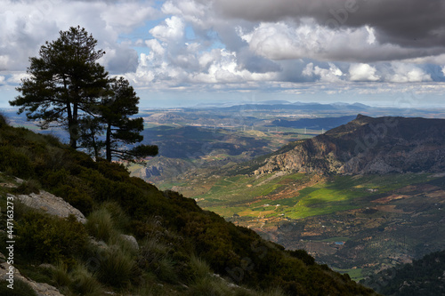 pines against the light with clouds in the Sierra de Prieta and the Guadalteba region in the province of Malaga in the background. Spain