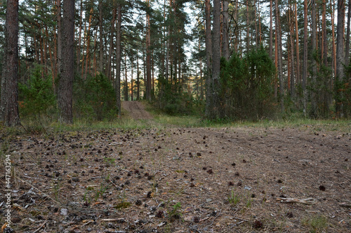Dirt road strewn with cones in a summer pine forest in the evening twilight at sunset.