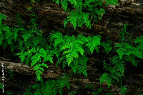 small ferns grow upside down on the vault of the cave