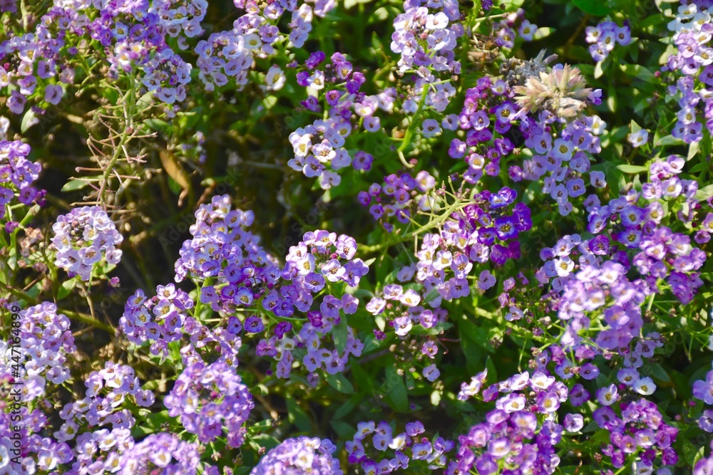 A cluster of lavender alyssum 