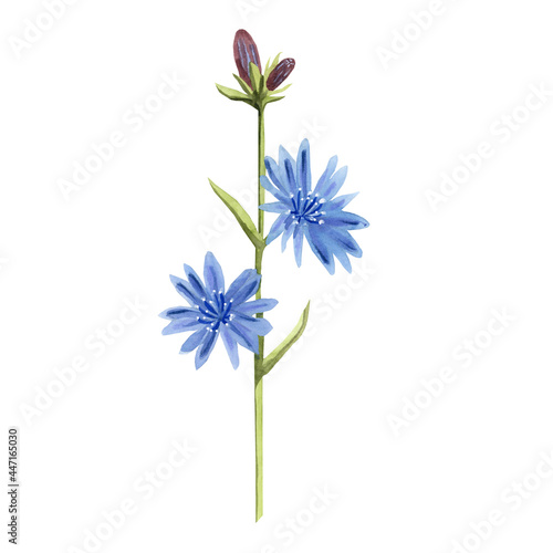 Chicory flowers watercolor on a white background