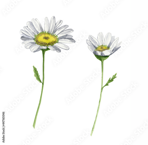 Watercolor daisies on a white background