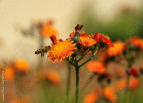 Orange flowers in a close-up in a summer garden and a bee