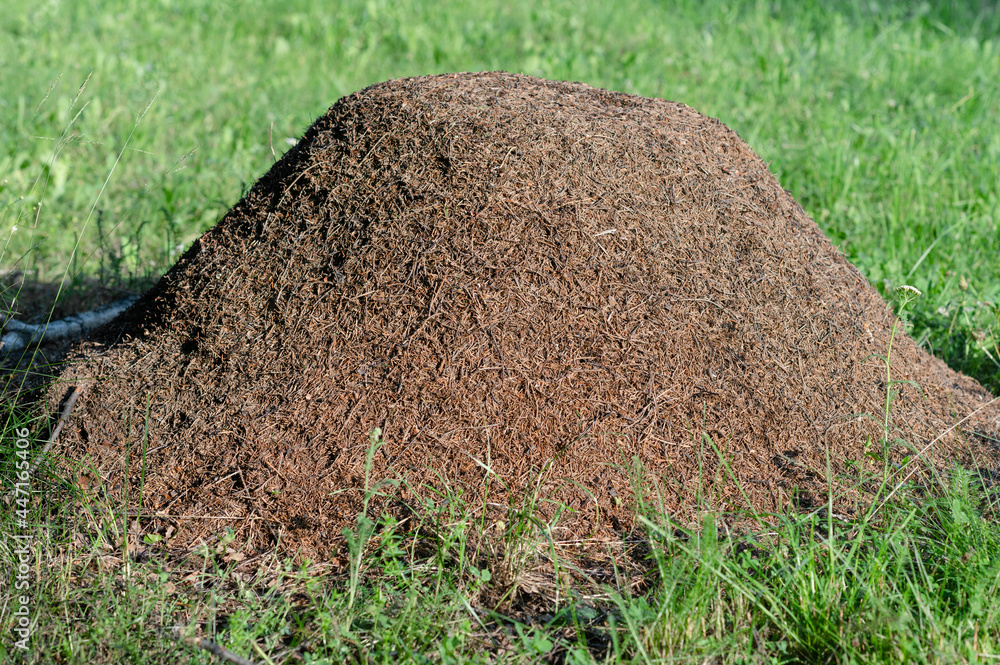 Fototapeta premium huge anthill with big red ants in the forest close. High quality photo