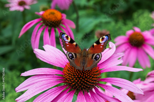 A peacock butterfly on a pink flower of purple coneflower