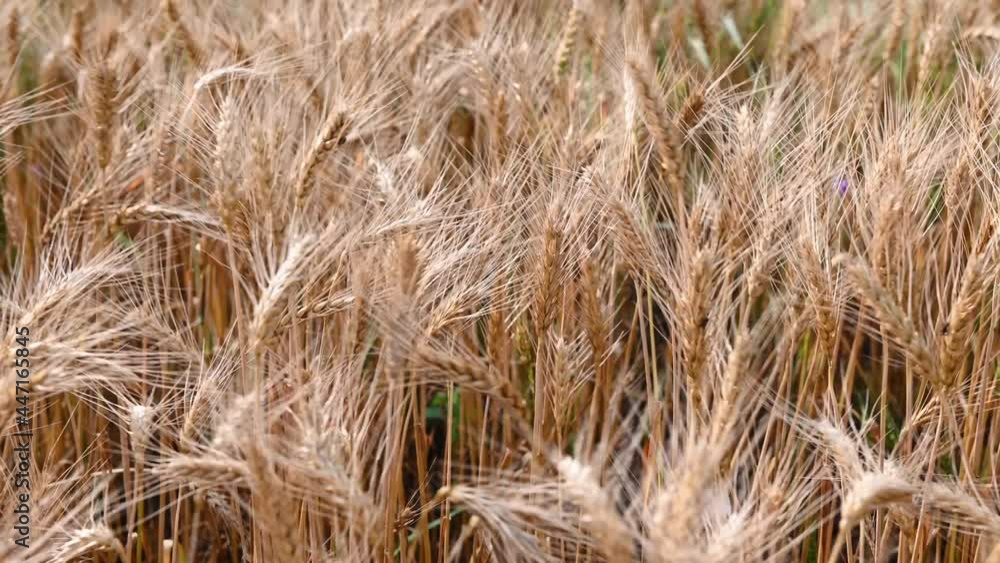 summer golden wheat field on blue sky background. High quality 4k footage summer golden wheat field on blue sky background. High quality 4k footage