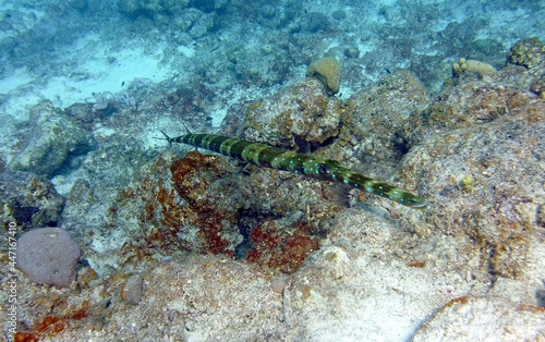 Underwater photo of a large Trumpetfish of a swimming on the bottom of the ocean in the reef, side view