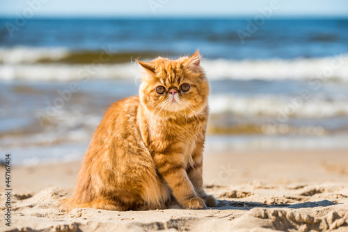 Red Persian cat is sitting on the beach of Baltic sea © zanna_