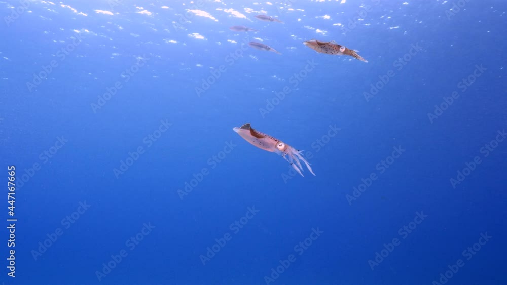 Seascape with Caribbean Reef Squid in the turquoise water of coral reef in Caribbean Sea, Curacao Seascape with Caribbean Reef Squid in the turquoise water of coral reef in Caribbean Sea, Curacao