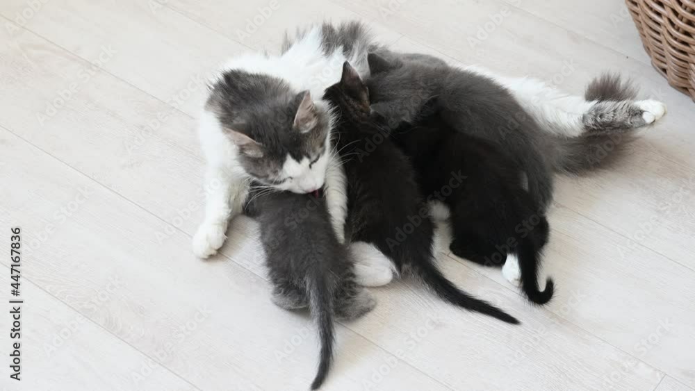cute gray fluffy cat feeds four kittens. High quality 4k footage cute gray fluffy cat feeds four kittens. High quality 4k footage