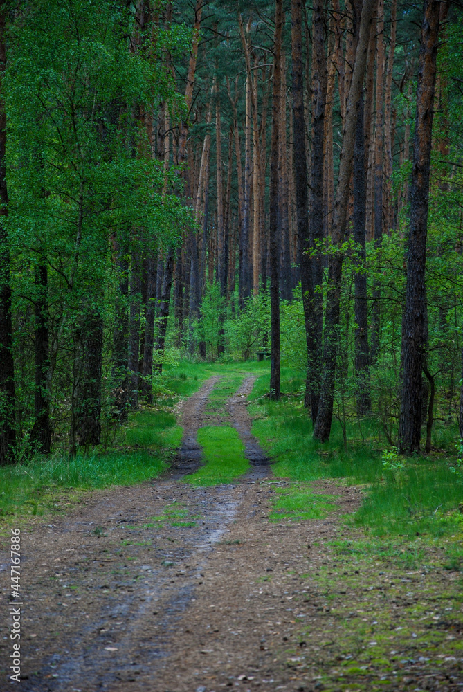 Obraz premium old road in an old forest