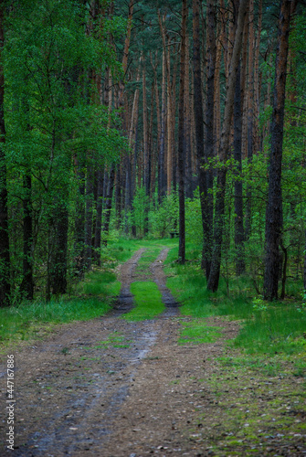 old road in an old forest