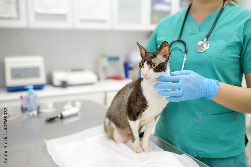 Veterinarian examines a cat of a disabled Cornish Rex breed in a veterinary clinic. The cat has