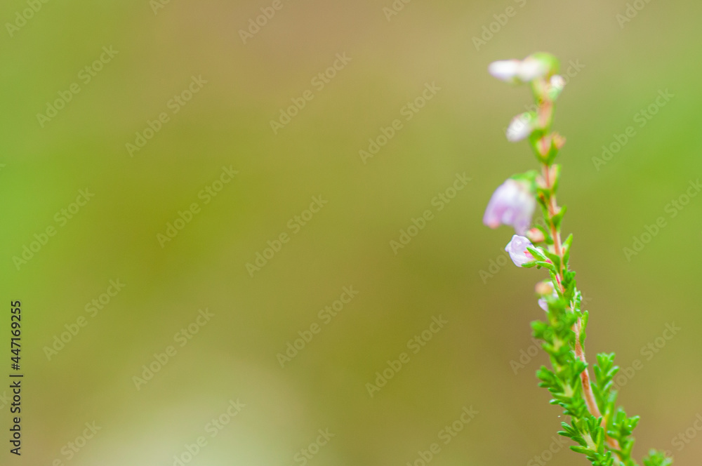 Blurred, abstract, natural background with delicate heather colors. Filmed with a low depth of field Blurred, abstract, natural background with delicate heather colors. Filmed with a low depth of field