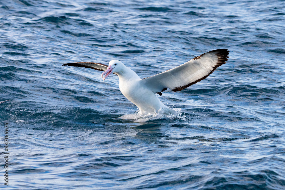 Obraz premium Northern Royal Albatross in Australasian Waters